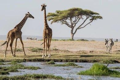 Maasai Dawns Safaris, Brightness of African Adventures  2 Days 1 Nights Amboseli National Park