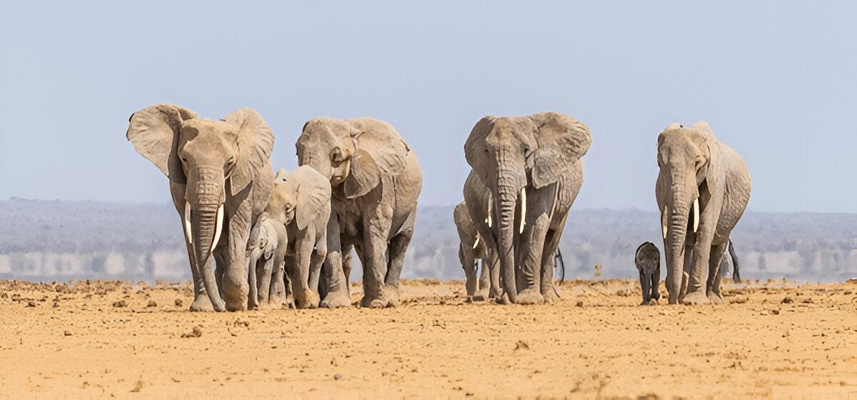 Maasai Dawns Safaris, Brightness of African Adventures  2 Days 1 Nights Amboseli National Park
