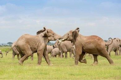 Maasai Dawns Safaris, Brightness of African Adventures  2 Days 1 Nights Amboseli National Park