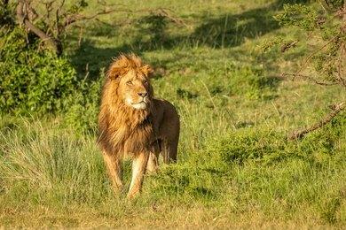 Maasai Dawns Safaris, Brightness of African Adventures  4 Days 3 Nights Masai Mara & Lake Nakuru Safari