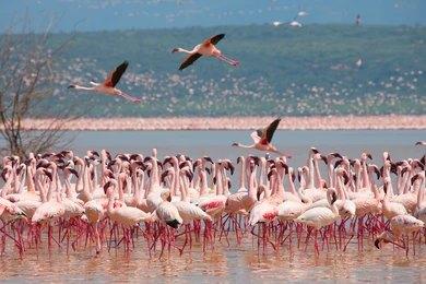 Maasai Dawns Safaris, Brightness of African Adventures  5 Days 4 Nights Nakuru – Naivasha & Masai Mara Safari