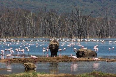 Maasai Dawns Safaris, Brightness of African Adventures  5 Days 4 Nights Nakuru – Naivasha & Masai Mara Safari