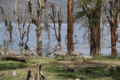 Maasai Dawns Safaris, Brightness of African Adventures  5 Days Nairobi, Maasai Mara & Lake Nakuru Group Joining