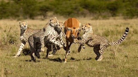 Maasai Dawns Safaris, Brightness of African Adventures  5 Days Nairobi, Maasai Mara & Lake Nakuru Group Joining