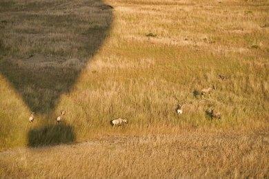 Maasai Dawns Safaris, Brightness of African Adventures  5 Days Nairobi, Maasai Mara & Lake Nakuru Group Joining