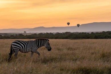 Maasai Dawns Safaris, Brightness of African Adventures  5 Days Nairobi, Maasai Mara & Lake Nakuru Group Joining
