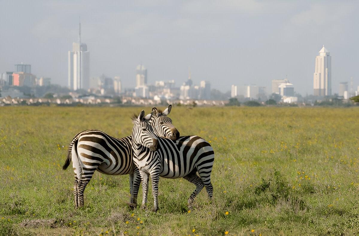 Maasai Dawns Safaris, Brightness of African Adventures  Nairobi National Park Day Safari